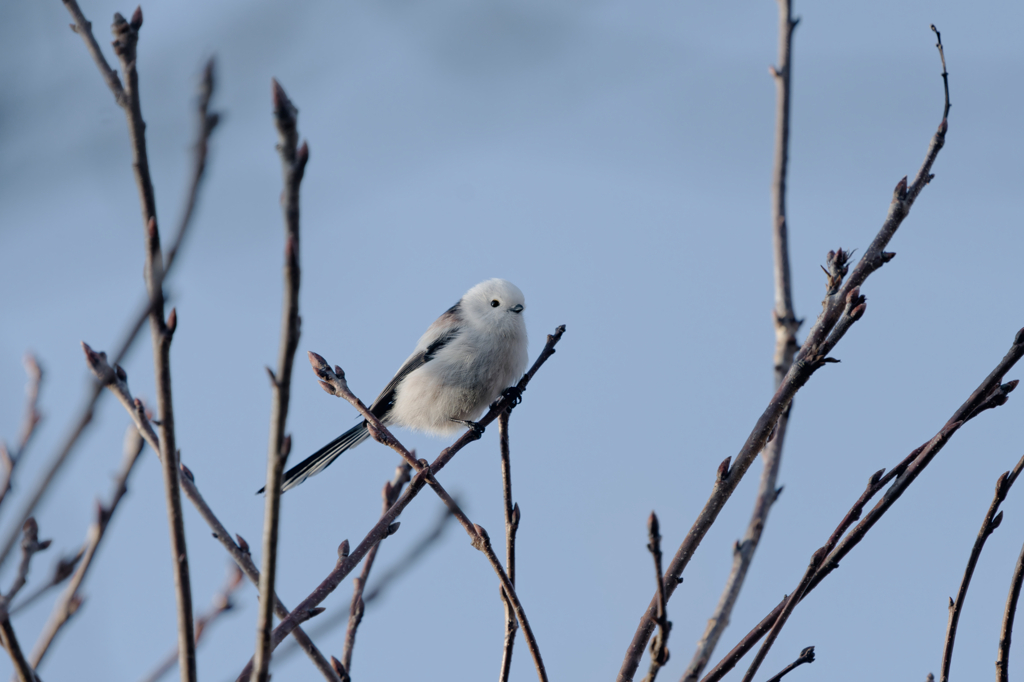 癒しのアイドル