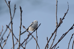 癒しのアイドル