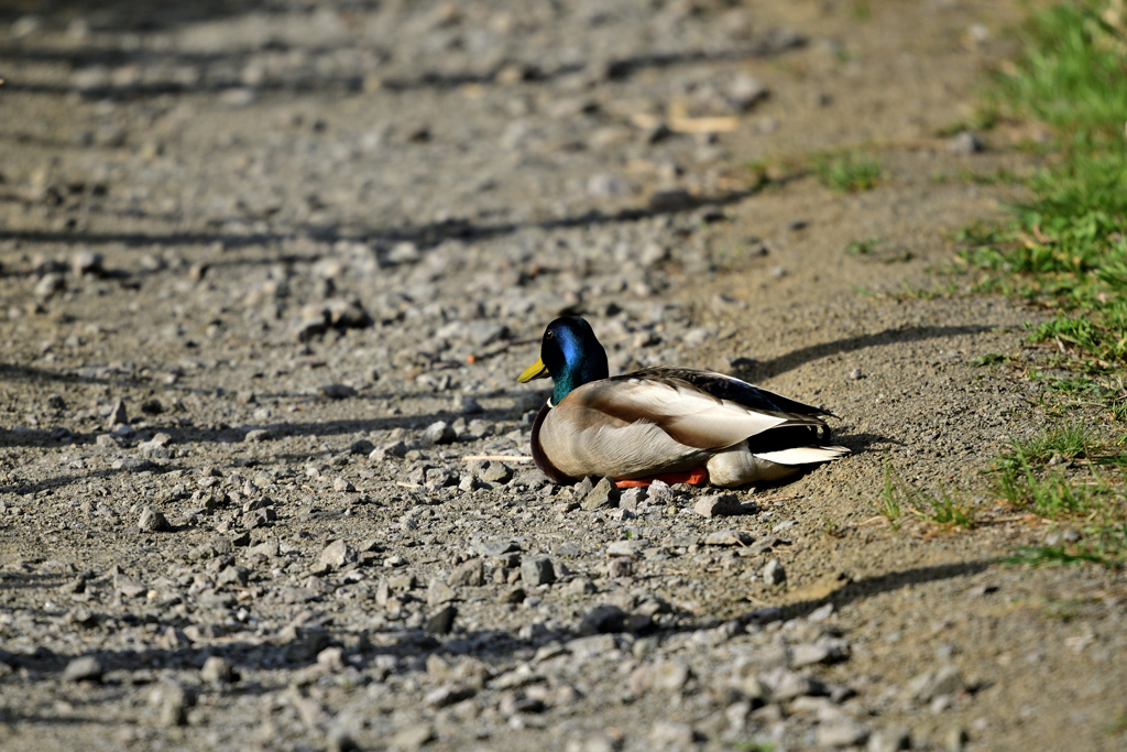 路傍の鳥