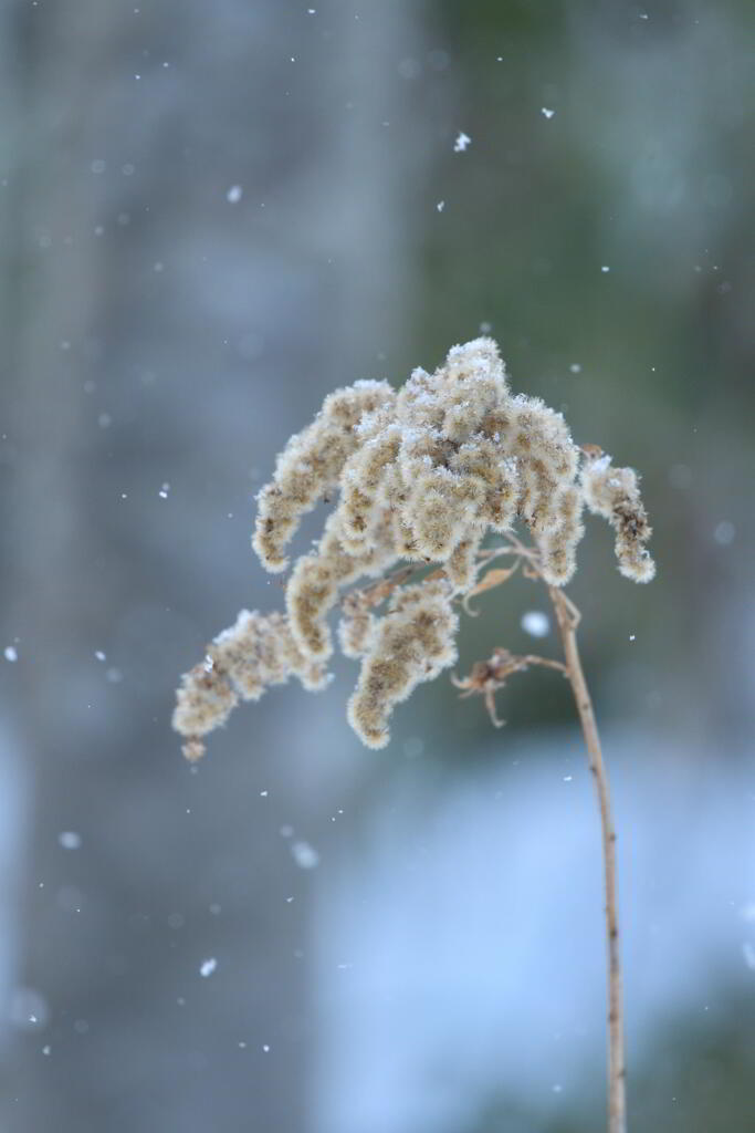 ささめ雪