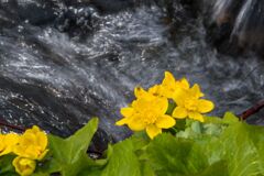 水辺の春