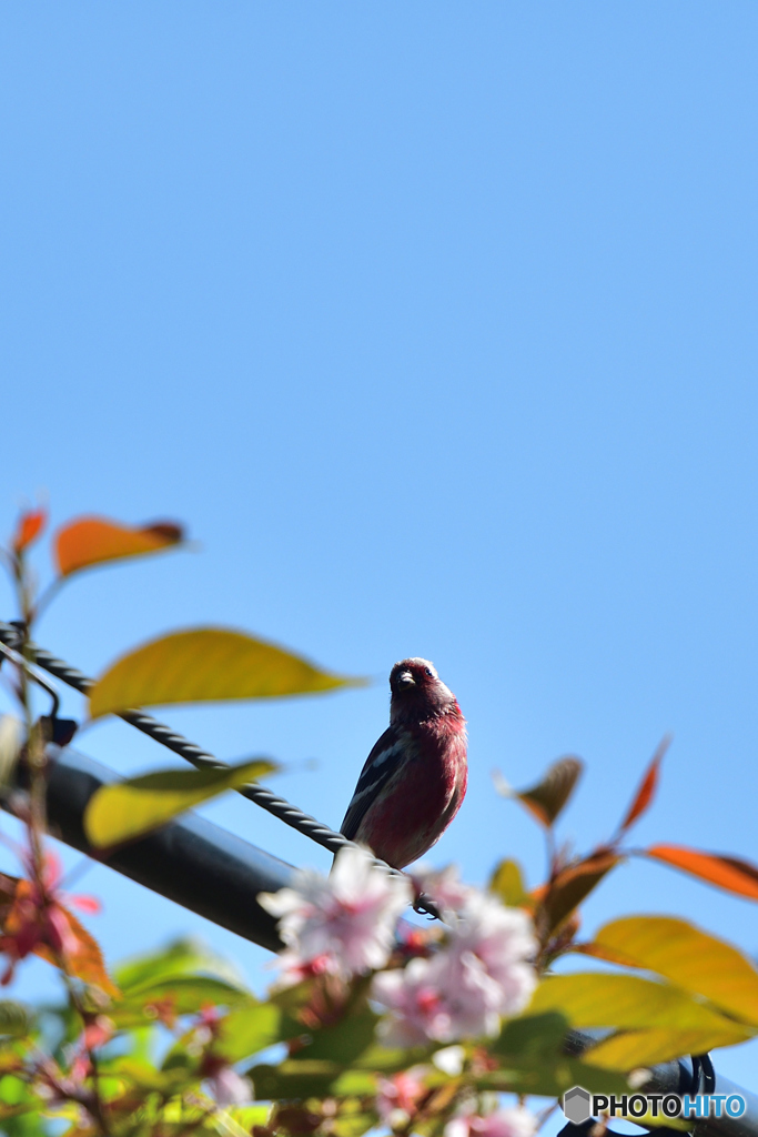 花よりマシコ