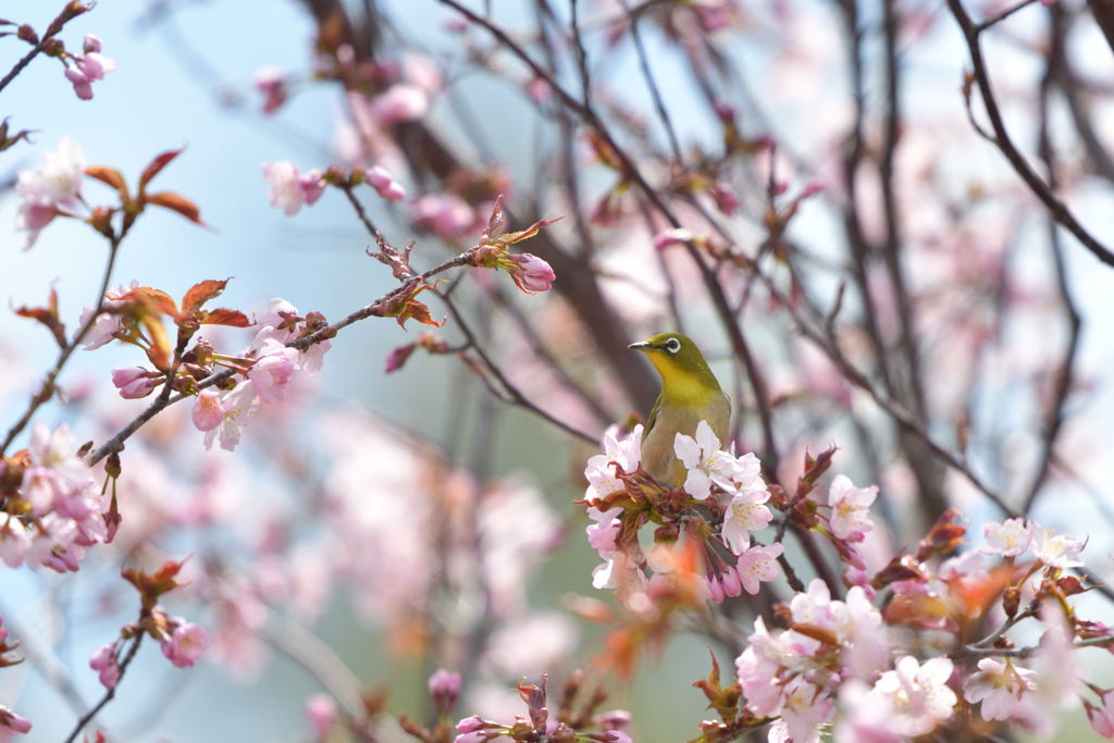 桜盛り