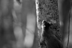 上を向いて歩こう