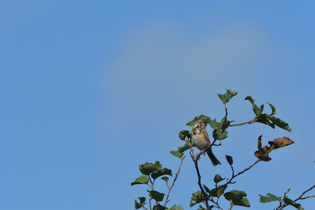 青空にシャウト