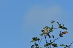 青空にシャウト