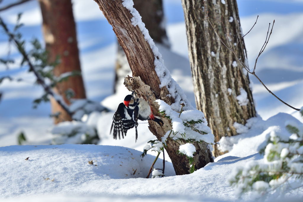 エネルギッシュ