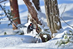 エネルギッシュ