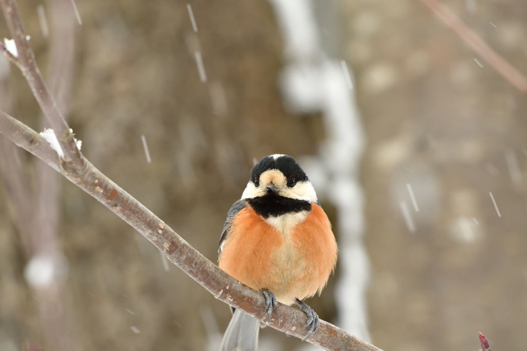 春なのに