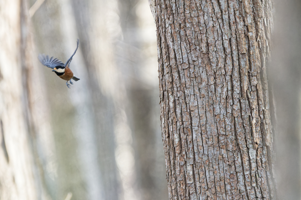 快速ヤマちゃん