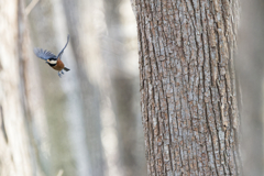 快速ヤマちゃん