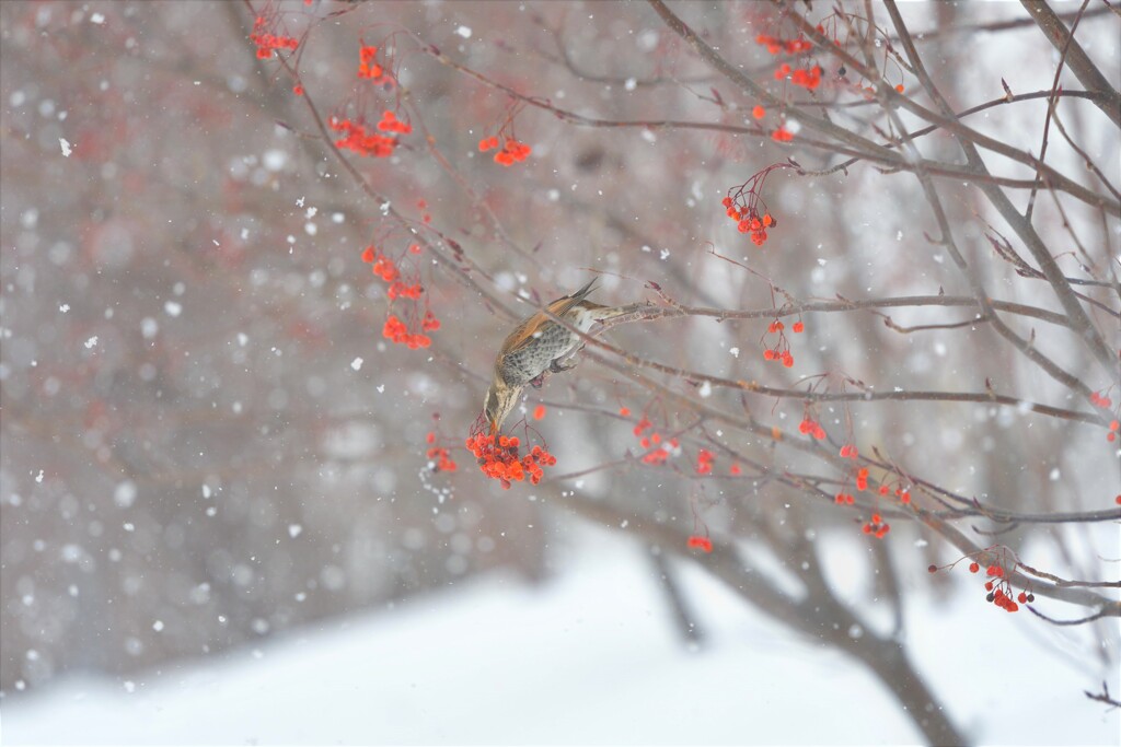 雪の昼下がり