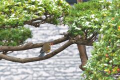 素敵な訪問者