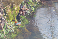 水温む