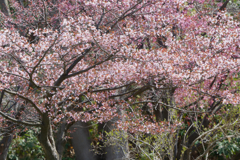 風薫る春