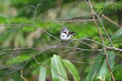 じゃじゃ馬天使