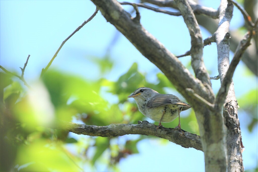 木陰でホーホケキョ