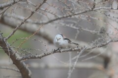 ちょこんと雪ん子