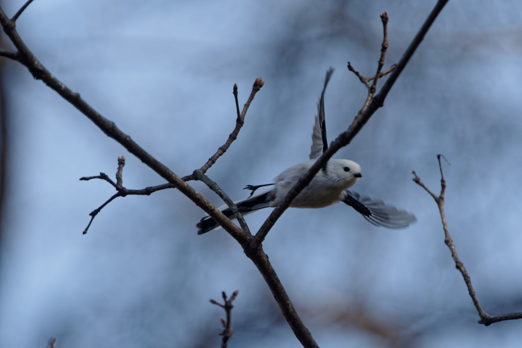 特急ゆきんこ号