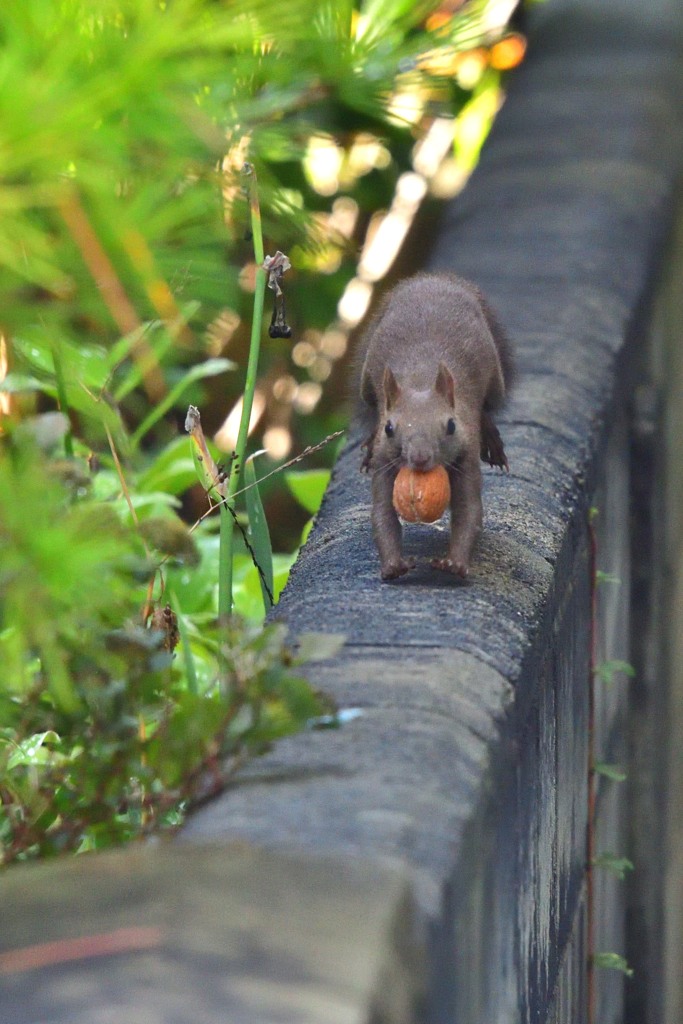 クルミ食い競争