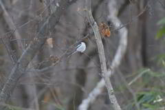 小っちゃい天使