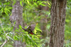 通りすがりのアカ