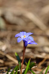 野の花