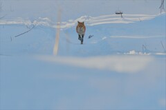 孤独のマーチ