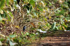 青い鳥を探しに