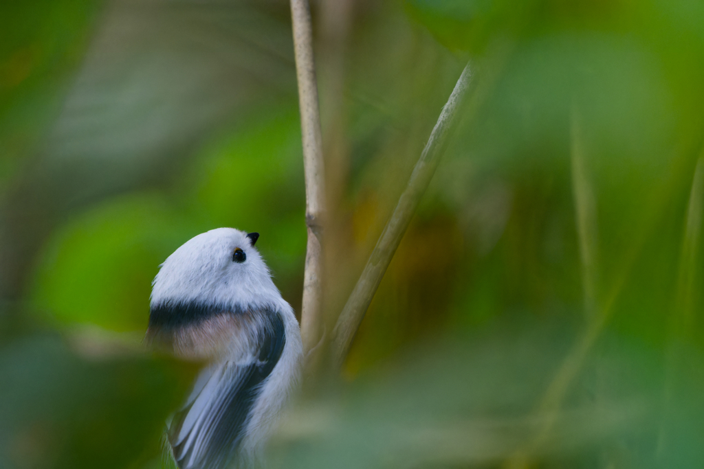 天使の隠れ家