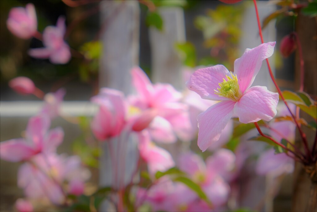 庭に華