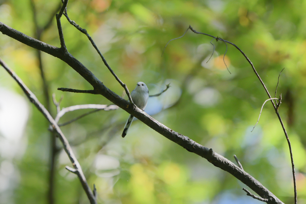 おちゃめな妖精