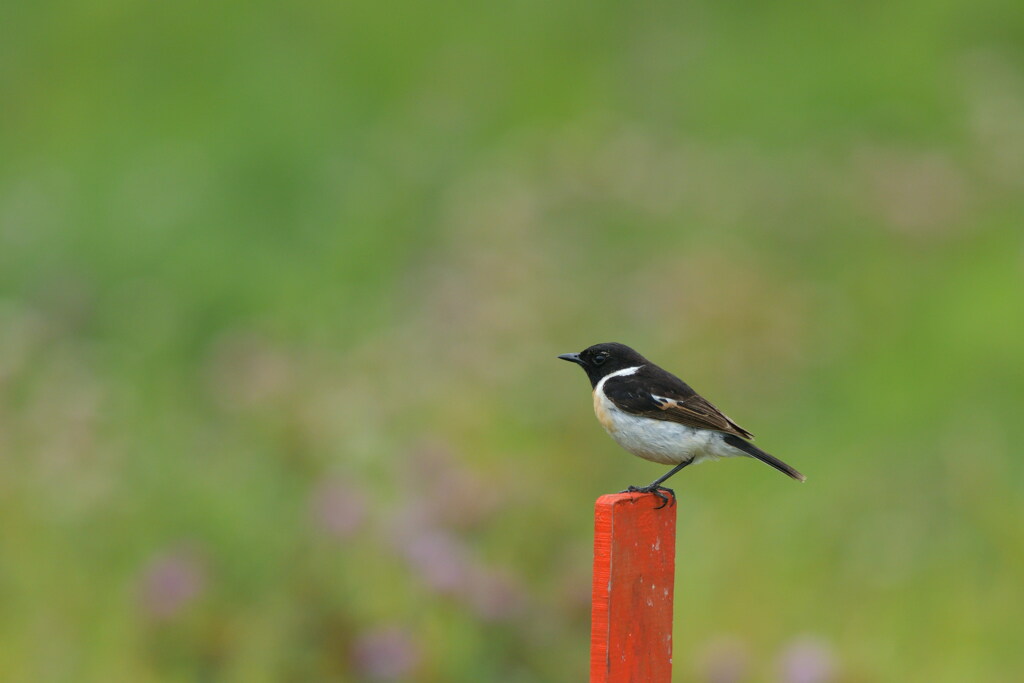 あの日ののび太