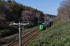 桜本線に乗って