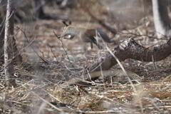 すたこらさっさ