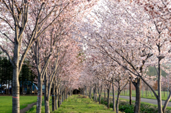 桜と歩く