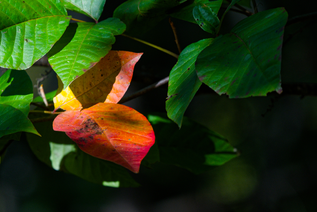 紅二点