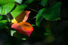 紅二点
