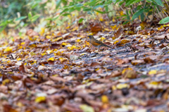 落ち葉の森 落ち葉の森