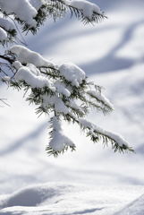 雪持松