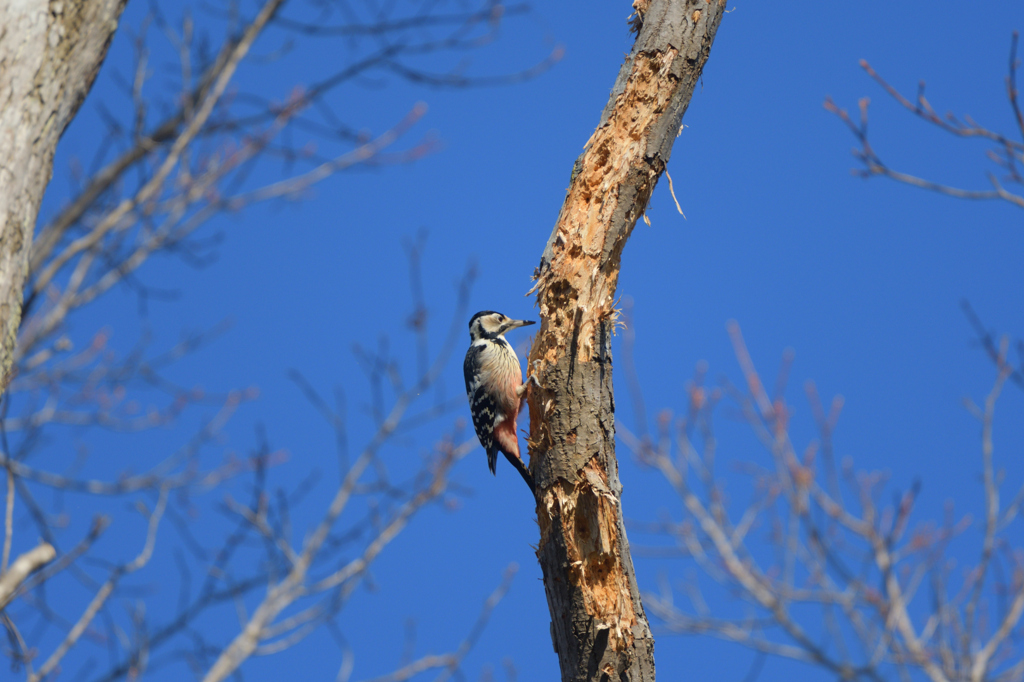 赤いお腹と黒の頭