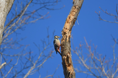 赤いお腹と黒の頭