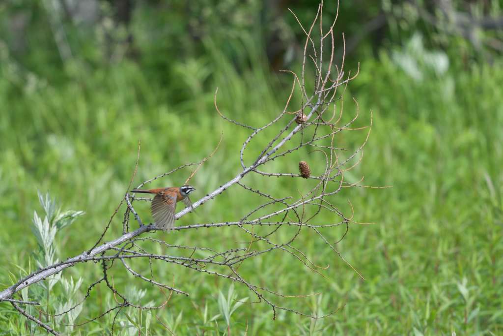スタートダッシュ
