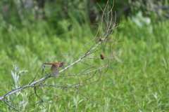 スタートダッシュ