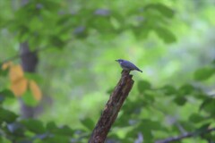 森の茶屋