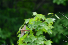 初夏に飛ぶ