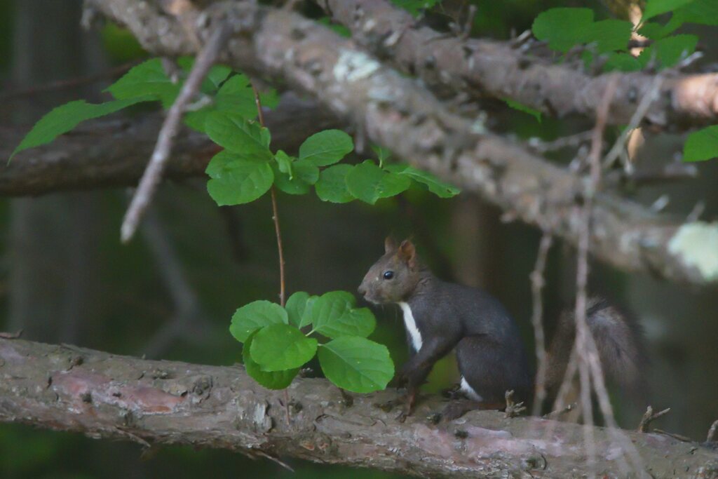 モノトンカラー
