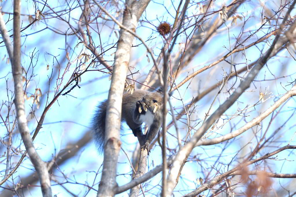 孤独のベジタリアン