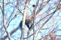 孤独のベジタリアン