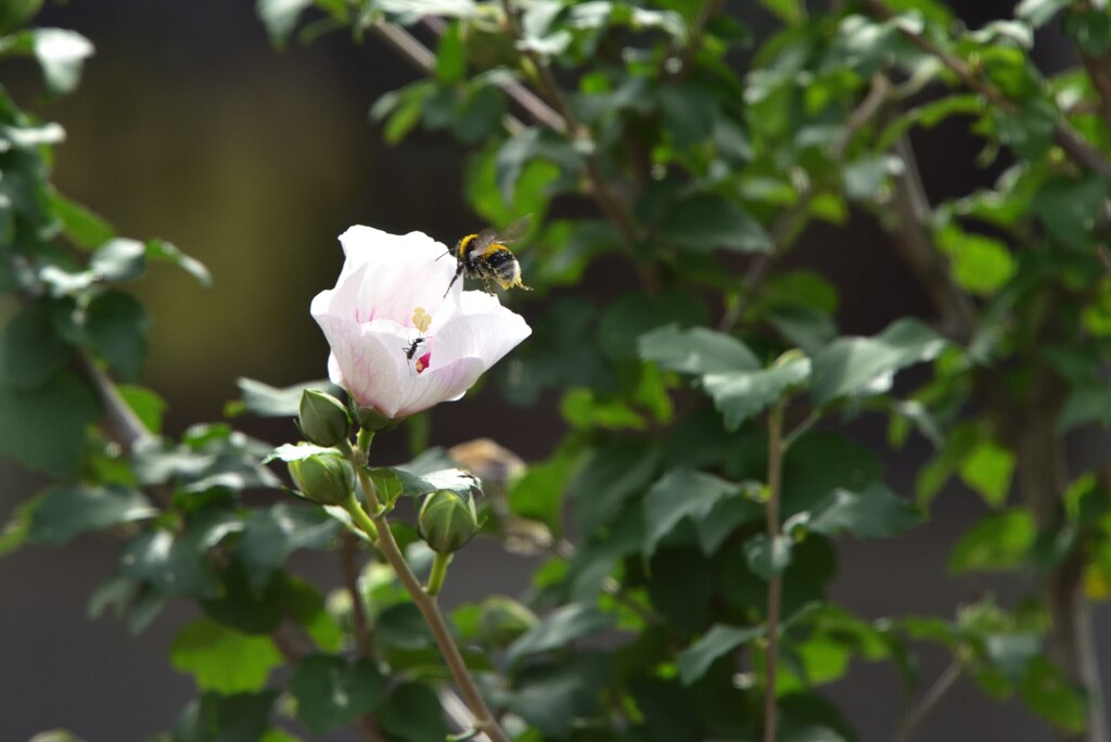 アリとハナバチ